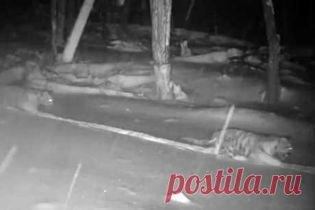 В ЕАО тигрица прошла по тропе вместе с недовольными детенышами и попала на видео. В Еврейской автономной области (ЕАО) тигрица по кличке Светлая в третий раз стала матерью. У нее появились два детеныша, которые попали на фотоловушку. В коротком ролике видно, как в темное время тигрица идет по заснеженной тропе среди леса. В какой-то момент слышно недовольное «ворчание» тигрят.