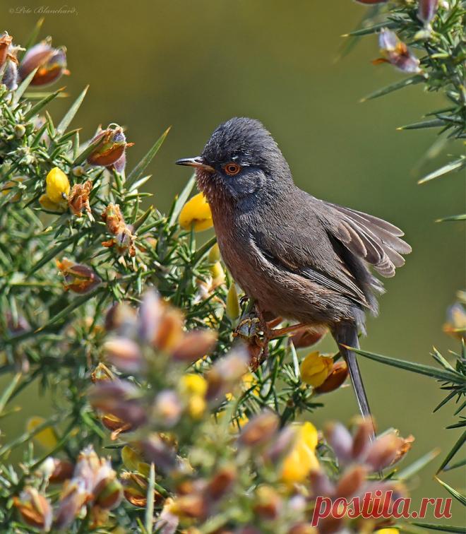 Dartford Warbler Dartford Warbler (male) Dorset UK