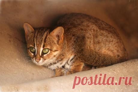 Rusty_spotted_cat_1.jpg (5184×3456)