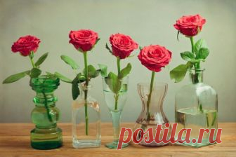 Что сделать чтобы розы дольше стояли в вазе с водой Что сделать чтобы розы дольше стояли в вазе с водой | Блог частного инвестора Владислава Кочерыжкина