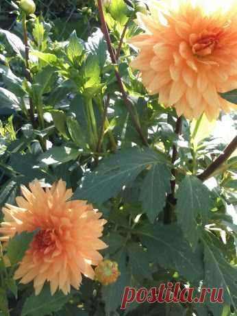 Alexander 62de ru – Google+