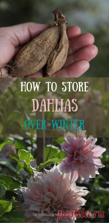 How To Store Dahlias Over Winter - Farmhouse & Blooms