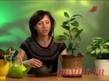 Все секреты выращивания и ухода за фикусом. - Сад на подоконнике