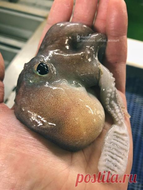 Ужасные морские чудовища на снимках мурманского рыбака (береги глаза)