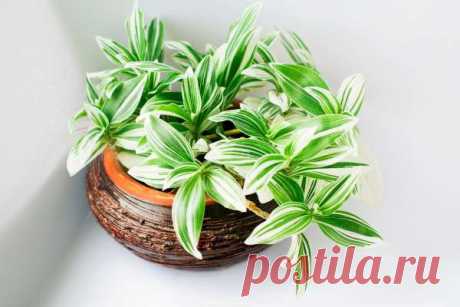 Какие домашние растения прекрасно дезинфицируют квартиру, но опасны для аллергиков — Домашние