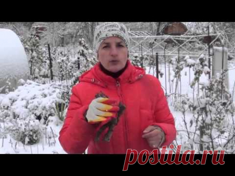 Поздняя посадка пионов. Сайт "Садовый мир"