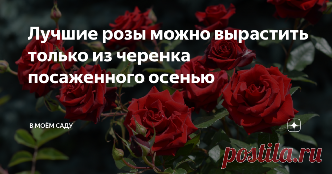 Лучшие розы можно вырастить только из черенка посаженного осенью Несмотря на продолжающиеся споры в среде любителей цветов по поводу лучшего времени посадки роз, мне уже не раз довелось убедиться на личном опыте, что черенки этих царственных цветов следует высаживать именно в осенний период.
Кстати, в последнее время, судя по всему, цветоводов, предпочитающих размножать эту чудесную цветочную культуру осенью с каждым годом становиться всё больше, нежели
