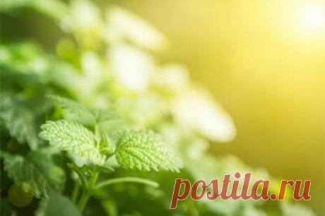 Это растение заменит десятки аптечных средств! | Женский журнал InFlora.ru | Яндекс Дзен