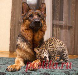 Нашу собаку, Де Орсе Мак Флай Пайпер, показывали в новостях по Первому каналу!!)))))
В Самаре детеныша леопарда, девочку, родившуюся накануне сочинских Игр, назвали Олимпиадой. Из-за того, что в регионе были сильные морозы, и животным даже с густым мехом неуютно в своих вольерах, котенка перевели в теплое помещение и доверили выкармливать собаке. У овчарки Пайпер как раз недавно появились щенки.
,  Сразу после родов мы подложили ей котёнка. Она спокойно её приняла.