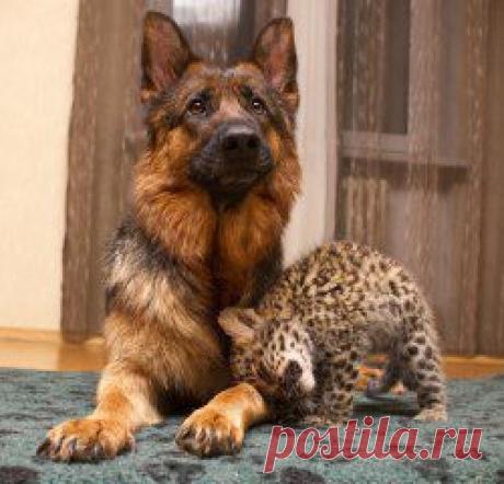 Нашу собаку, Де Орсе Мак Флай Пайпер, показывали в новостях по Первому каналу!!)))))
В Самаре детеныша леопарда, девочку, родившуюся накануне сочинских Игр, назвали Олимпиадой. Из-за того, что в регионе были сильные морозы, и животным даже с густым мехом неуютно в своих вольерах, котенка перевели в теплое помещение и доверили выкармливать собаке. У овчарки Пайпер как раз недавно появились щенки.
,  Сразу после родов мы подложили ей котёнка. Она спокойно её приняла.