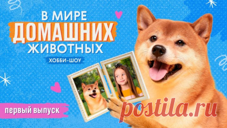 В мире домашних животных №1