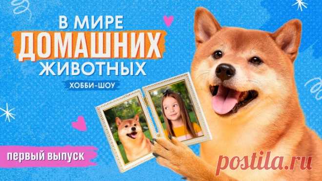 В мире домашних животных №1
