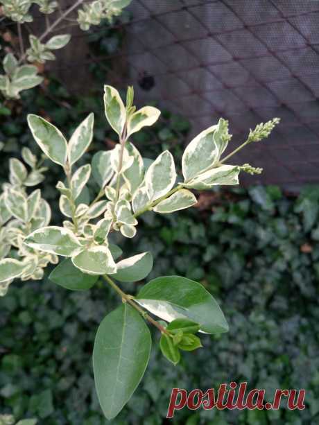 Бирючина овальнолистная серебристая &quot;Аргентеум Вариегата&quot; (Ligustrum ovalifolium &quot;Argenteum Variegata&quot;)