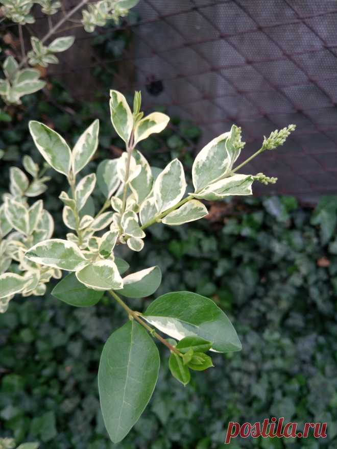 Бирючина овальнолистная серебристая "Аргентеум Вариегата" (Ligustrum ovalifolium "Argenteum Variegata")
