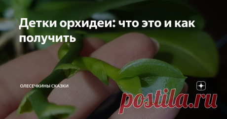 Детки орхидеи: что это и как получить Орхидеи размножаются семенами и детками. Что такое детка и где ее взять?