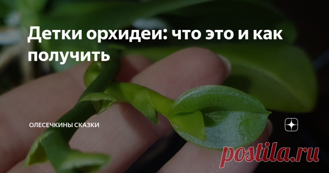 Детки орхидеи: что это и как получить Орхидеи размножаются семенами и детками. Что такое детка и где ее взять?