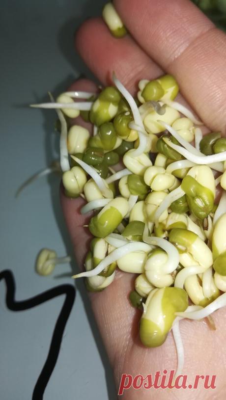 Как недорого и вкусно предотвратить дефицит магния в организме. | Зеленая жизнь | Яндекс Дзен