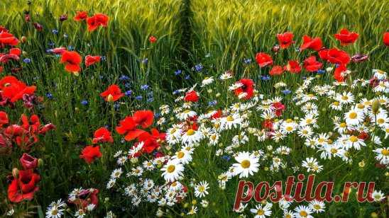 А вы любите полевые цветы?