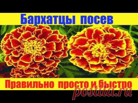 Бархатцы сеем правильно просто и быстро.