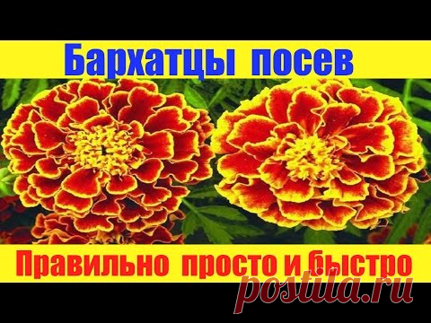 Бархатцы сеем правильно просто и быстро.