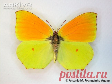 мадейрская лимонница/ Madeiran brimstone (Gonepteryx maderensis)