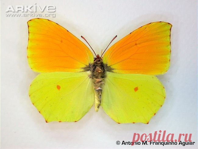 мадейрская лимонница/ Madeiran brimstone (Gonepteryx maderensis)