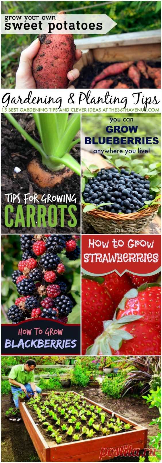 (8349) 15 Gardening Tips and Clever Ideas