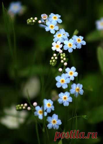 Alpine Forget-Me-Nots | My Digital Garden
