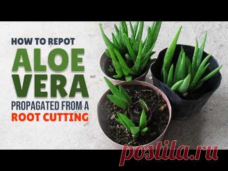 How To Repot Aloe Vera Propagated From A Root Cutting
