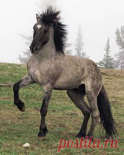 horse.   |   Pinterest • Всемирный каталог идей