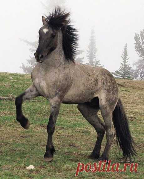 horse.   |   Pinterest • Всемирный каталог идей