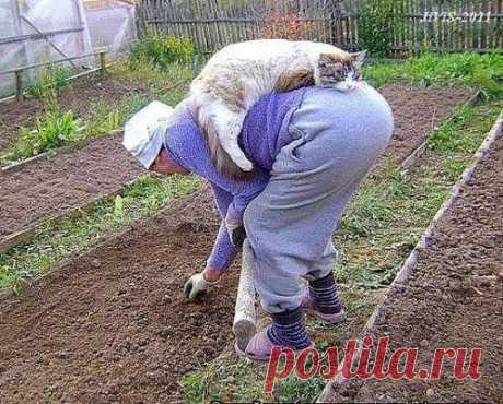 ВОТ КАК НАДО ОТДЫХАТЬ НА ДАЧЕ! ;)