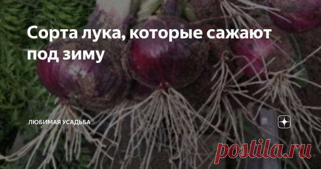 Сорта лука, которые сажают под зиму В продаже постоянно появляются все новые сорта луков, пригодных для посадки под зиму. Но есть и старожилы, которые  уже давно зарекомендовали себя с лучшей стороны у огородников. Давайте познакомимся с ними поближе.
Озимый лук Ред Барон
Он относится к среднеспелым сортам, имеет фиолетовую окраску. После прорастания семян и до сбора урожая проходит всего около 95 дней.  Этот лук высокоурожайный. С