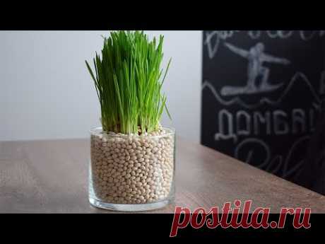 DIY ideas: Летний декор. Озеленение квартиры.