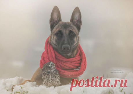 Трогательная дружба совы и собаки от Тани Брандт (Tanja Brandt)