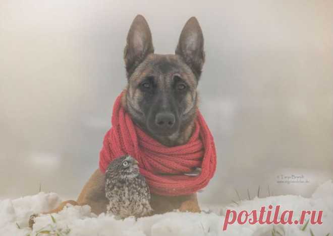 Трогательная дружба совы и собаки от Тани Брандт (Tanja Brandt)