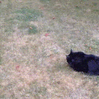 Интересно - 50 GIF-доказательств, что коты — чертовски весёлые ребята