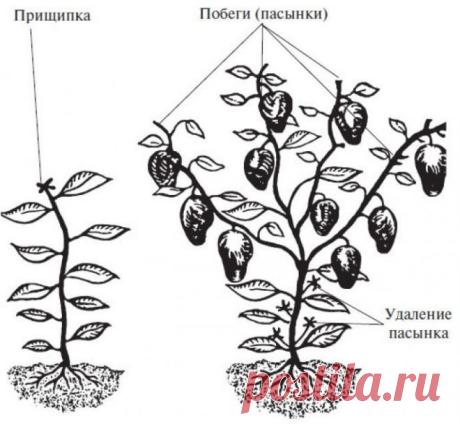 как правильно формировать перцы