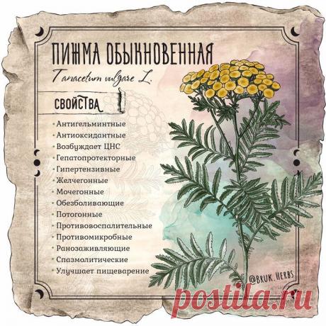 Пижма обыкновенная