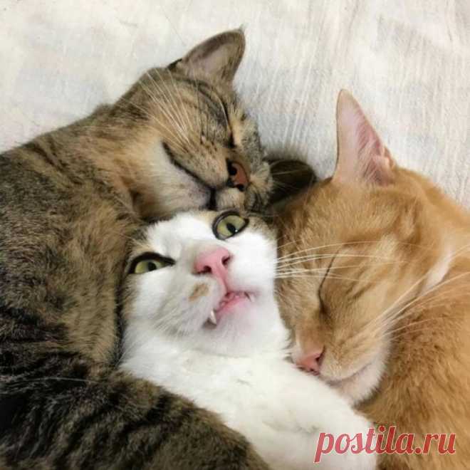 Хорошо, когда рядом кто-то мурлычет