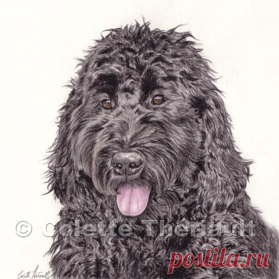 Labradoodle Enhanced Graphite Pencil Drawing-Commission Custom Pastel Painting Портрет по фотографии канадской художницы-анималистки Колетт Терио