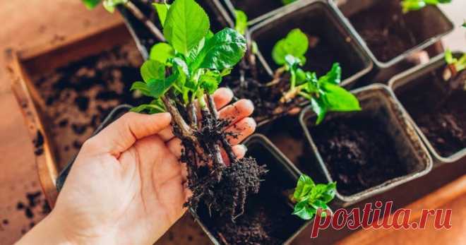 #гортензия 
ЧЕРЕНКОВАНИЕ ГОРТЕНЗИЙ

Сроки черенкования гортензии
Размножение гортензии может осуществляться двумя видами черенков: зелеными (стеблевыми) и древесными. От того, какой материал вы выберете, зависит сезон работы и, отчасти, успех укоренения. Одревесневшие побеги берут с кустов осенью или ранней зимой. Таким образом производят черенкование гортензии древовидной.

Но осенний материал укореняется медленно и сложно. Большинство профессиональных производителей горт...