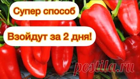 Перец всходит за 2 дня. Теперь сажаю семена только так. | Огород с Вероникой | Дзен