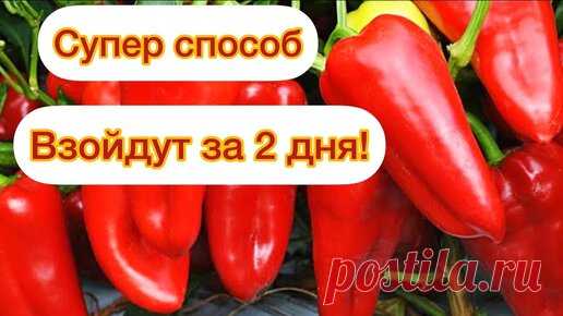Перец всходит за 2 дня. Теперь сажаю семена только так. | Огород с Вероникой | Дзен
