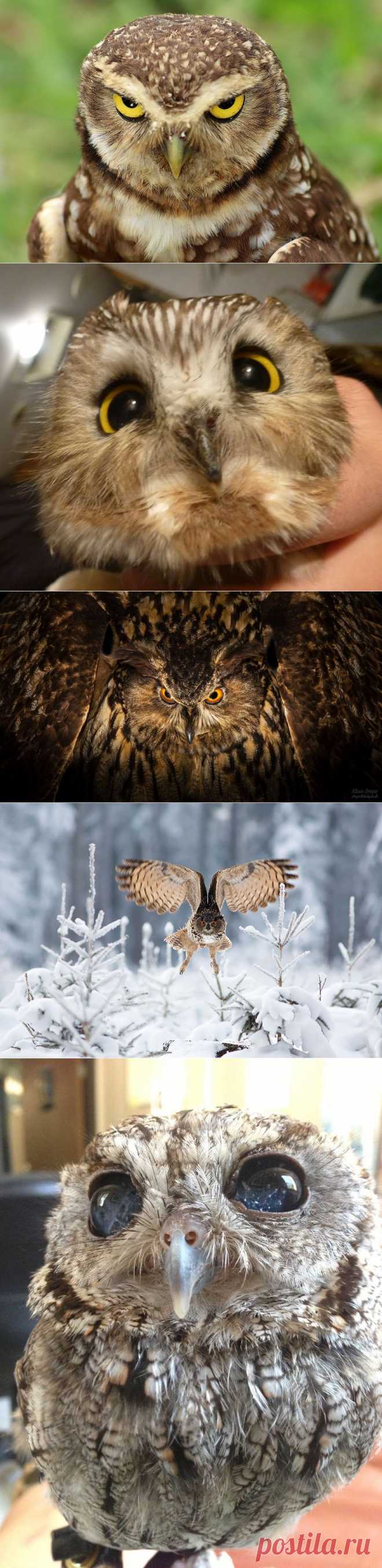 Самые фотогеничные птички...))