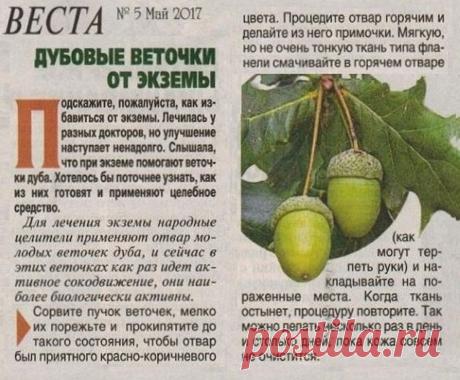 Дубове веточки от экземы