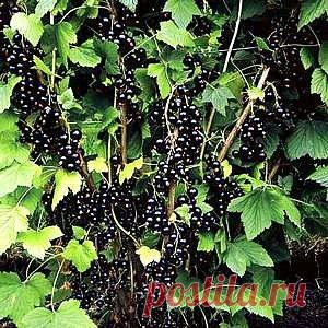 КАК ОМОЛОДИТЬ КУСТ ЧЕРНОЙ СМОРОДИНЫ И УЛУЧШИТЬ УРОЖАЙ