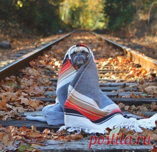 У меня аллергия на осень, я весь покрываюсь одеялом.