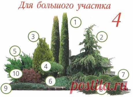 ВАРИАНТЫ ПОСАДКИ ХВОЙНЫХ РАСТЕНИЙ | Самоцветик