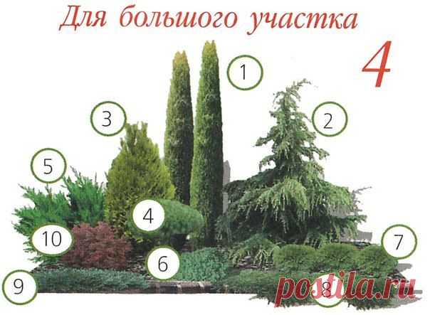 ВАРИАНТЫ ПОСАДКИ ХВОЙНЫХ РАСТЕНИЙ | Самоцветик